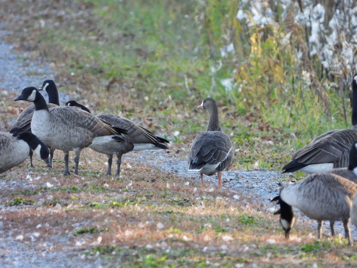 Greater White-fronted Goose - ML611275709