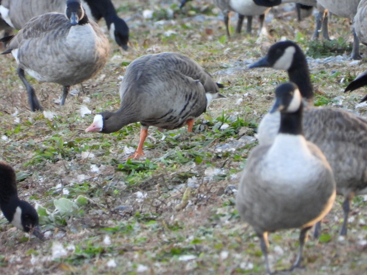 Greater White-fronted Goose - ML611275710
