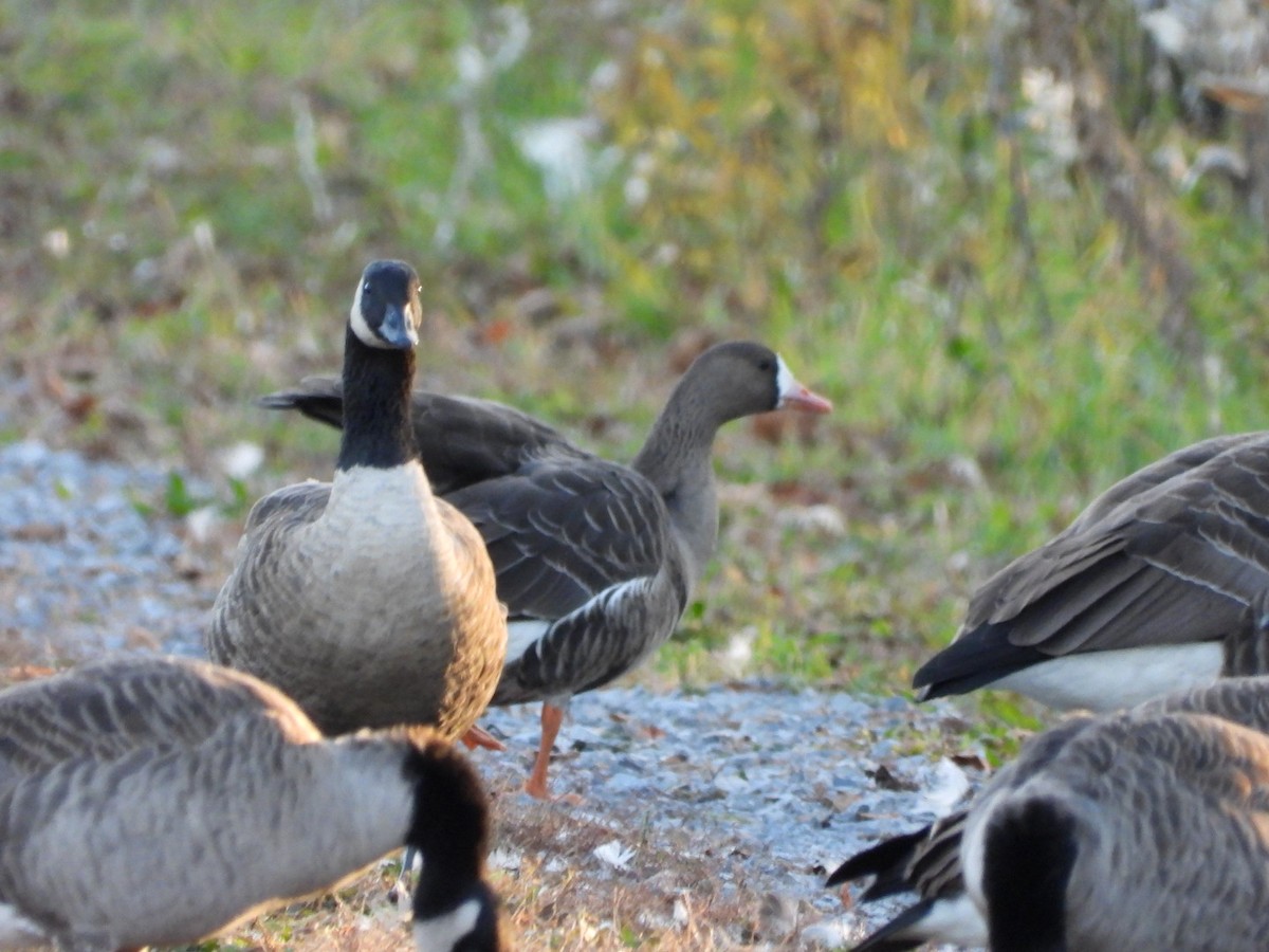 Greater White-fronted Goose - ML611275711