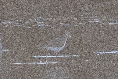 Greater Yellowlegs - ML611275729