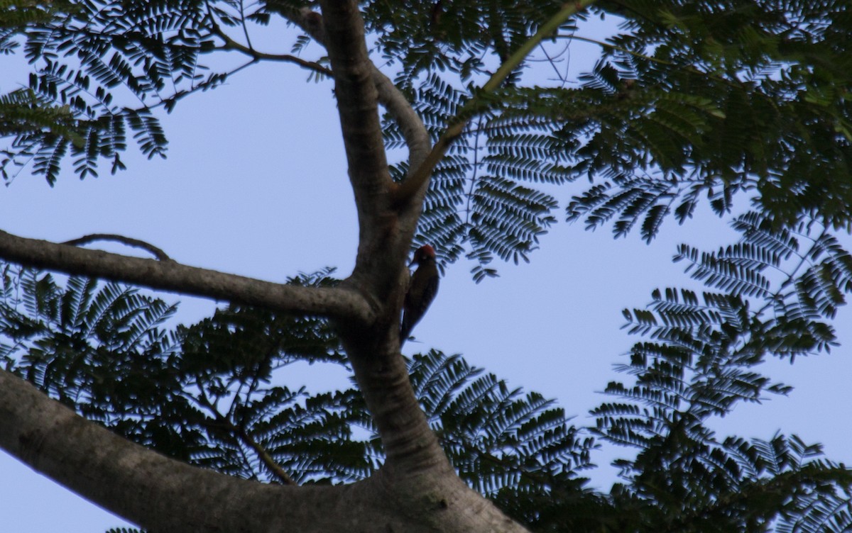 Black-cheeked Woodpecker - Uriel Mtnez
