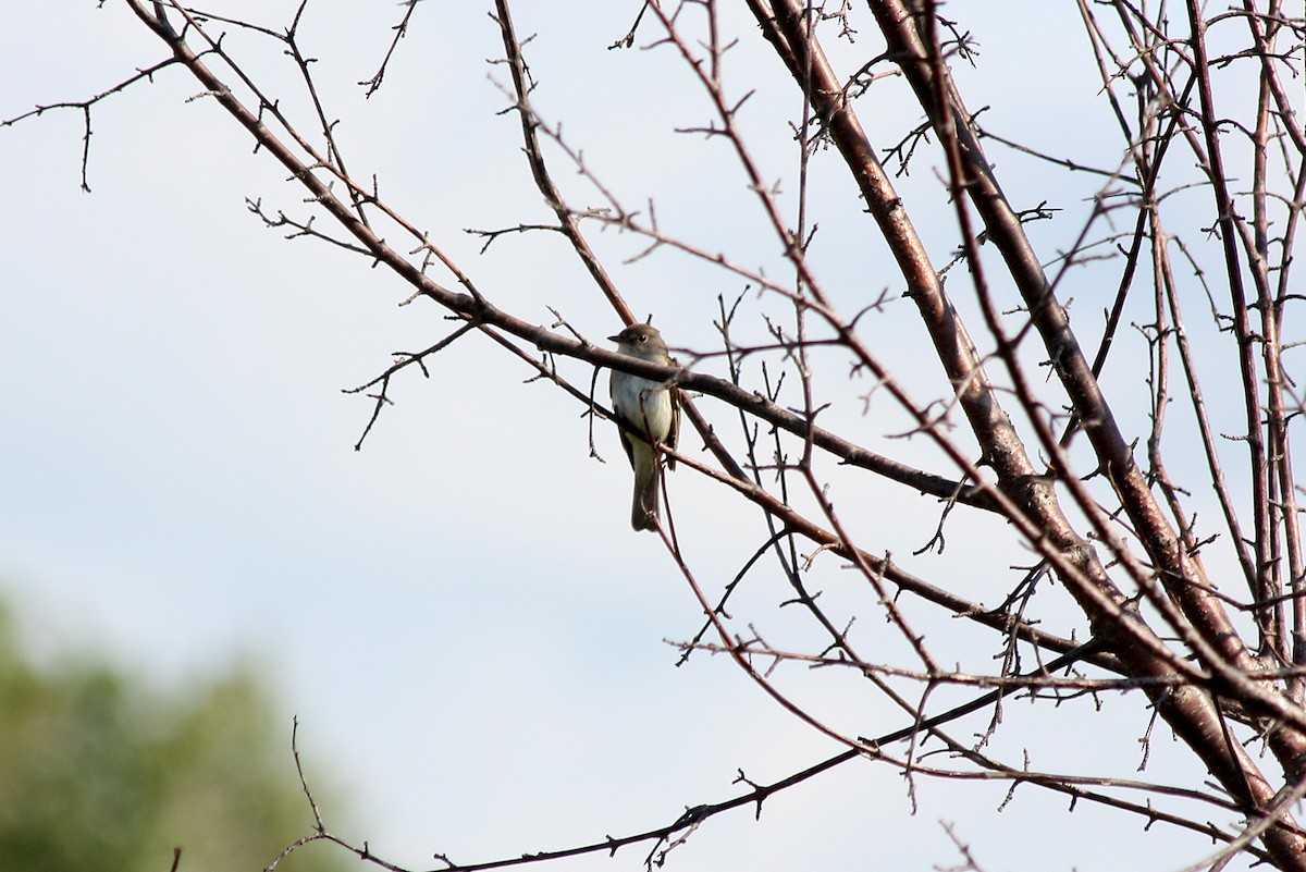 Willow Flycatcher - ML611275752