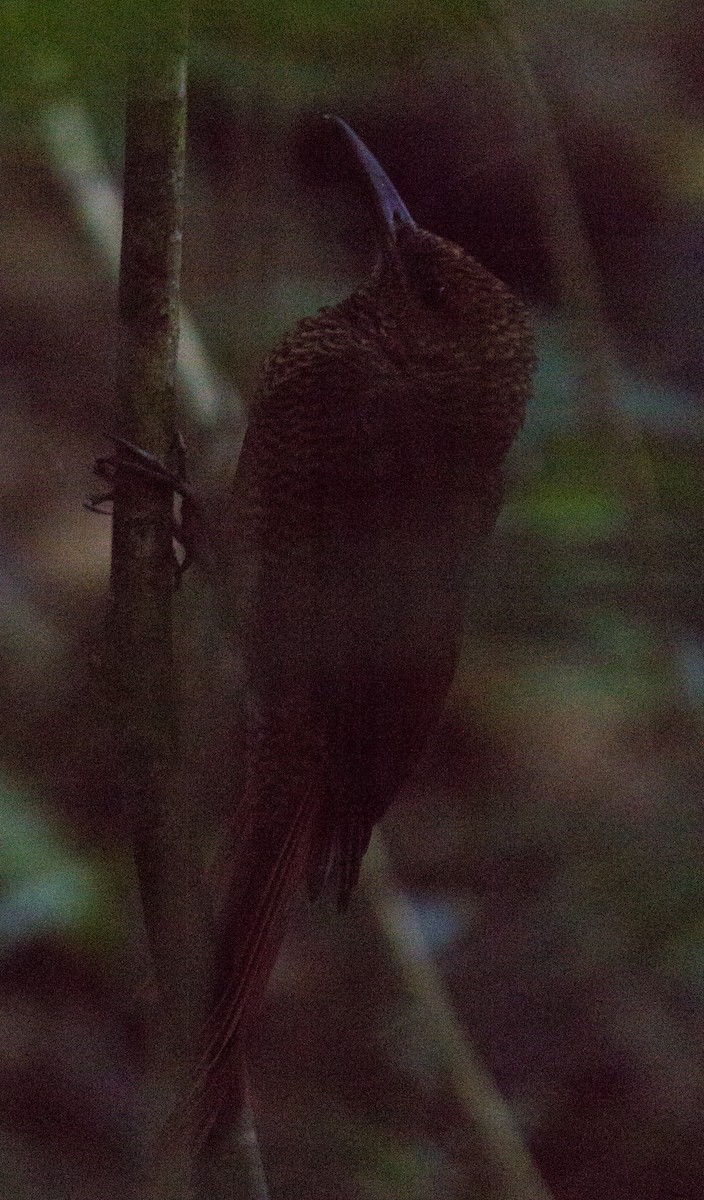 Northern Barred-Woodcreeper - ML611275766