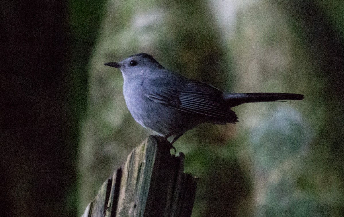 Pájaro Gato Gris - ML611275776