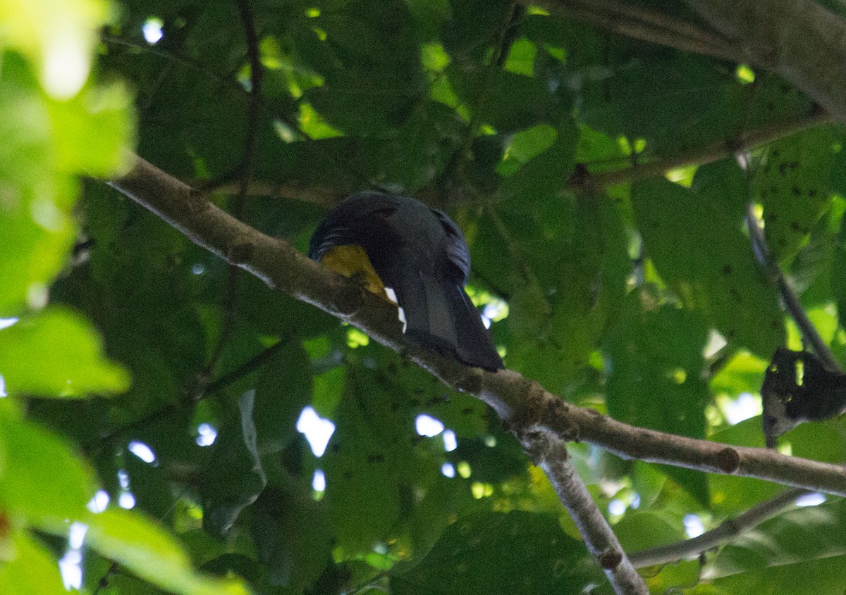 Kara Başlı Trogon - ML611275820