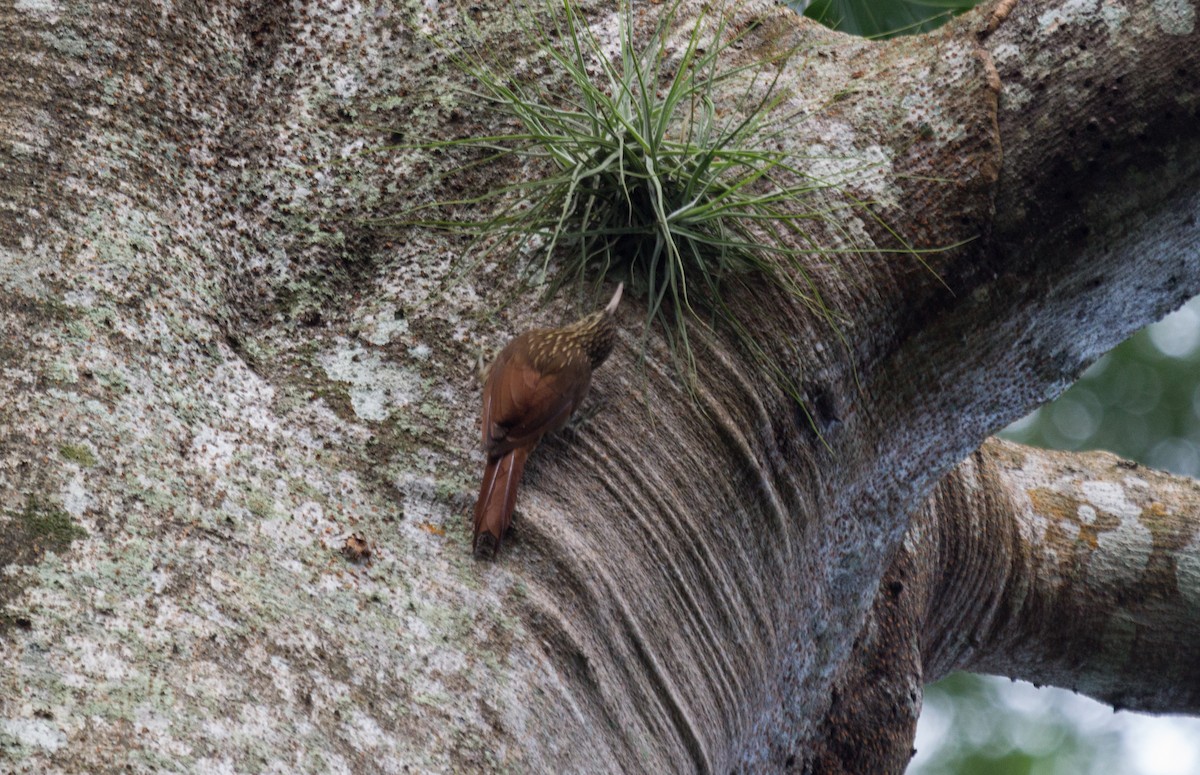 Streak-headed Woodcreeper - Uriel Mtnez