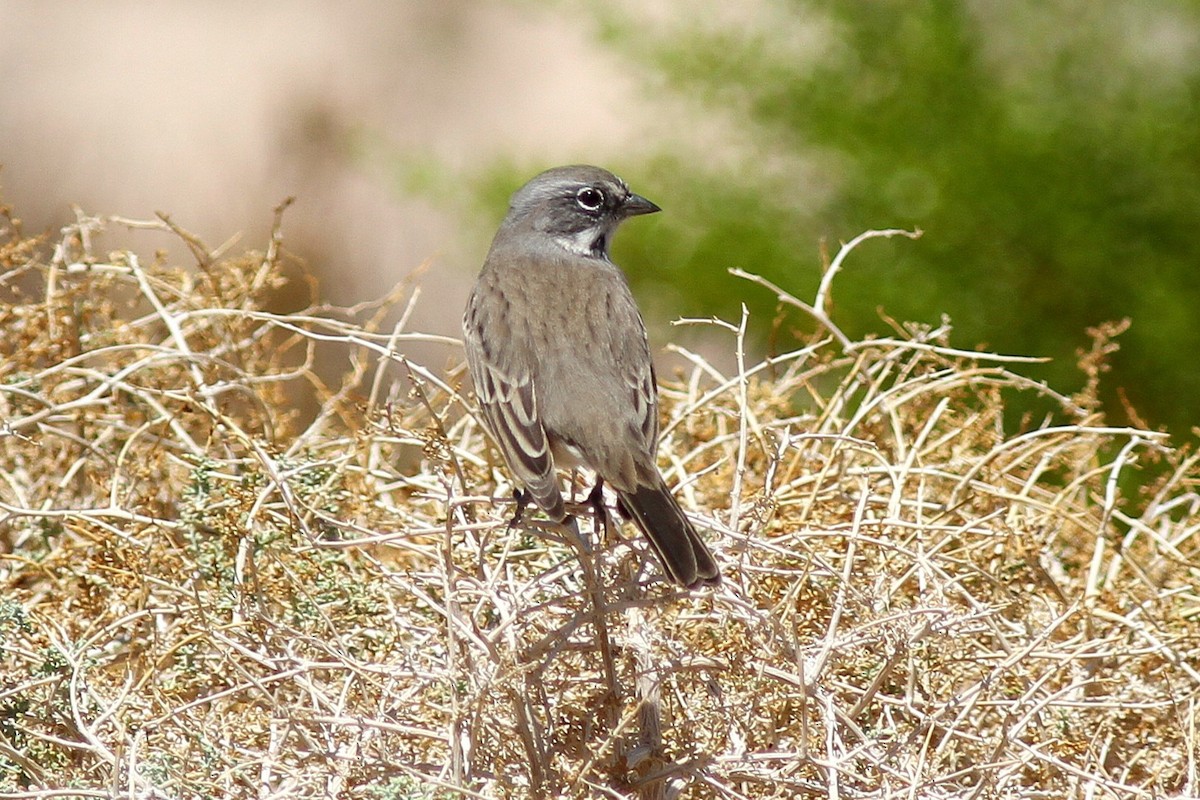 Bell's Sparrow (canescens) - ML611275834