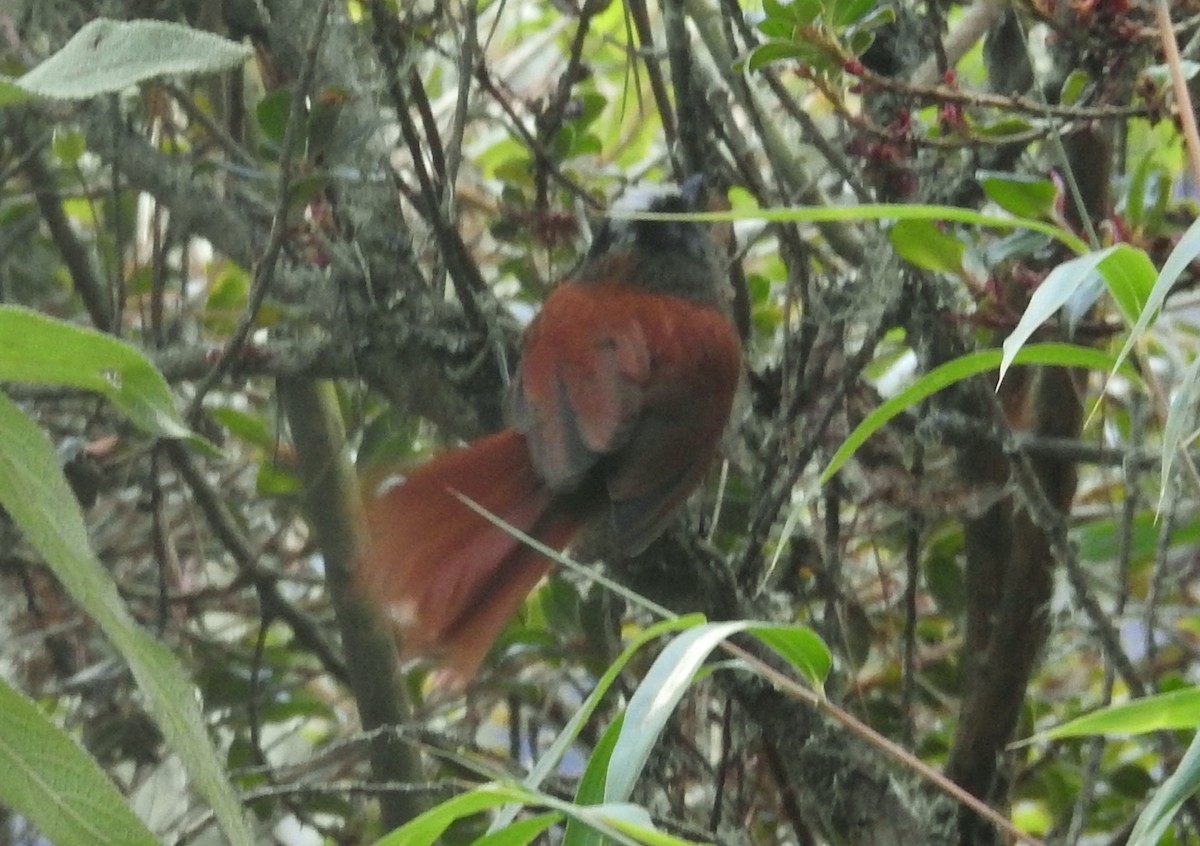 Light-crowned Spinetail - ML611275874