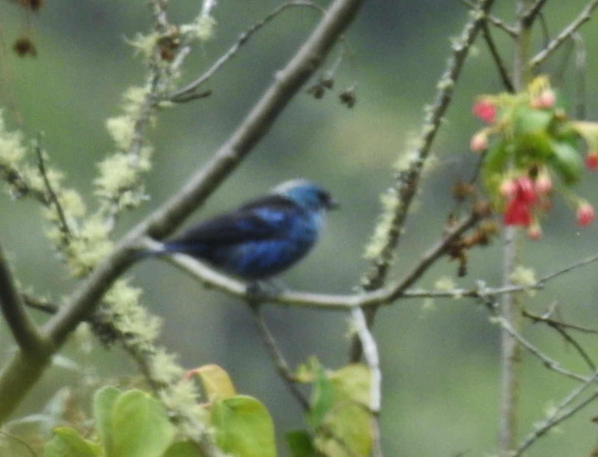 Blue-and-black Tanager - ML611275890