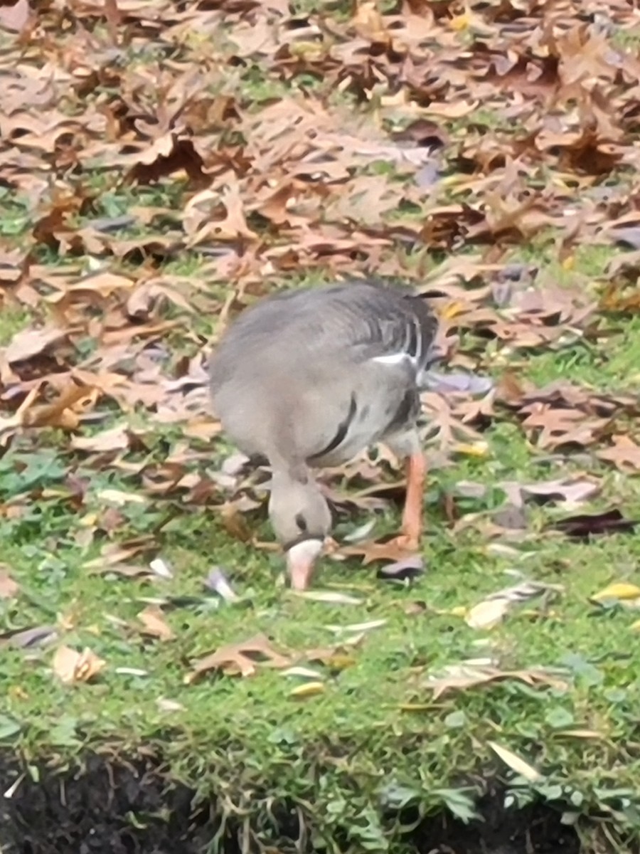 Greater White-fronted Goose - ML611275975