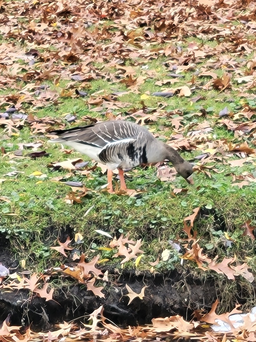 Greater White-fronted Goose - ML611275998