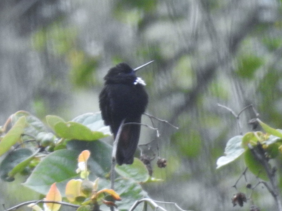 Colibrí Negrito - ML611276000