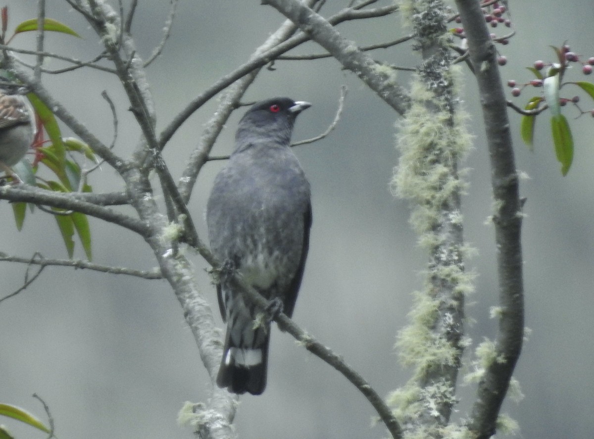 Red-crested Cotinga - Kent Miller