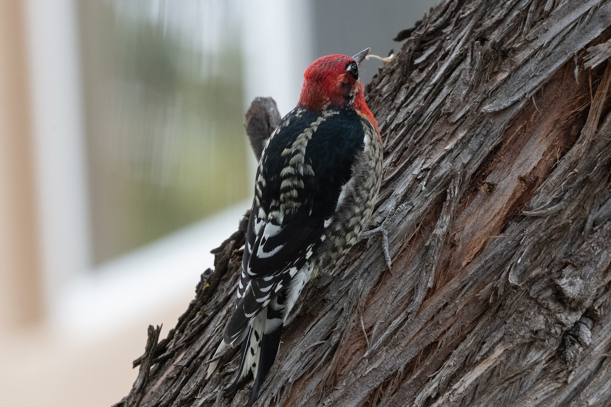 Red-naped/Red-breasted Sapsucker - ML611276084