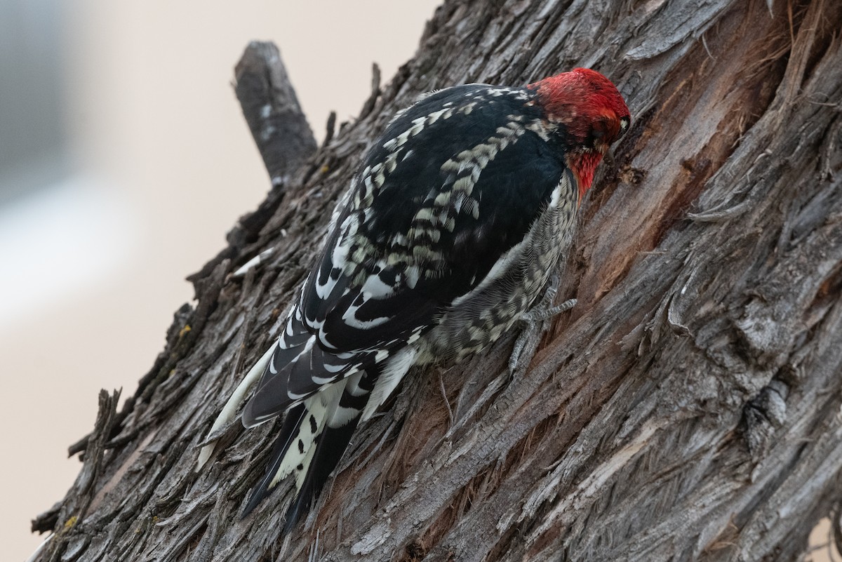 Red-naped/Red-breasted Sapsucker - ML611276087