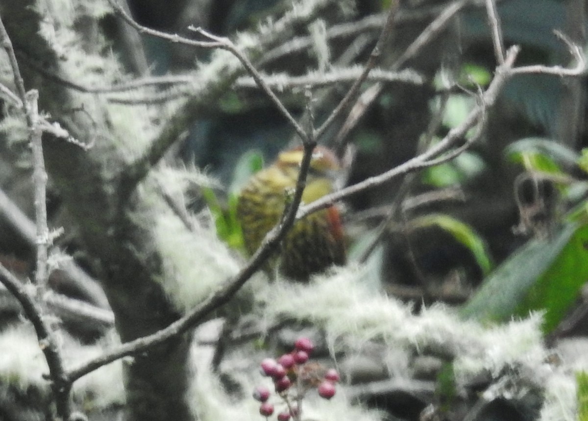 Pearled Treerunner - ML611276118