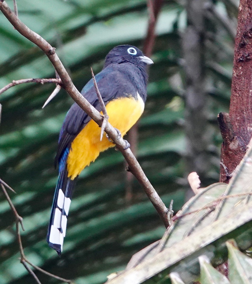 Trogon à tête noire - ML611276143