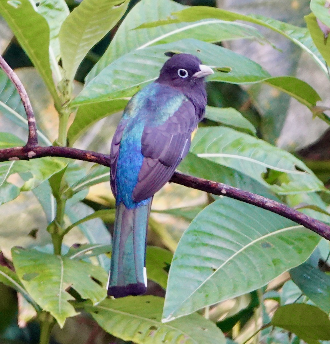 Trogon à tête noire - ML611276145