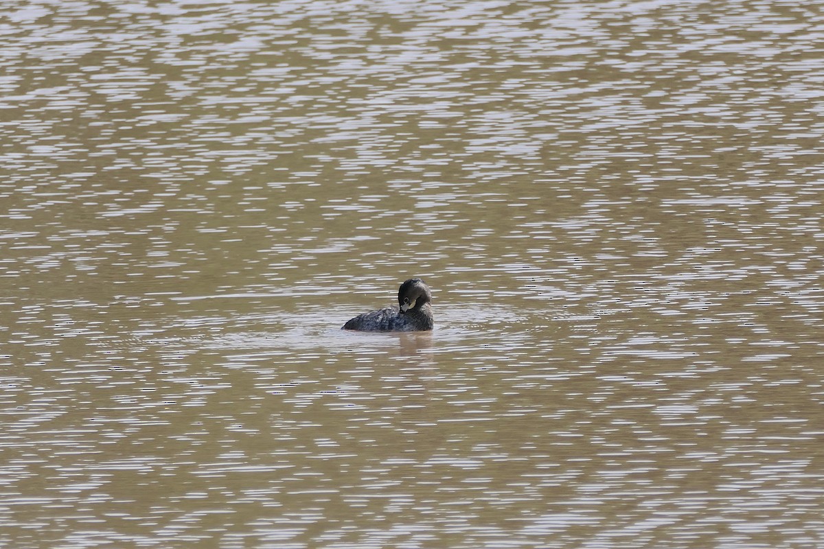 Pied-billed Grebe - ML611276200