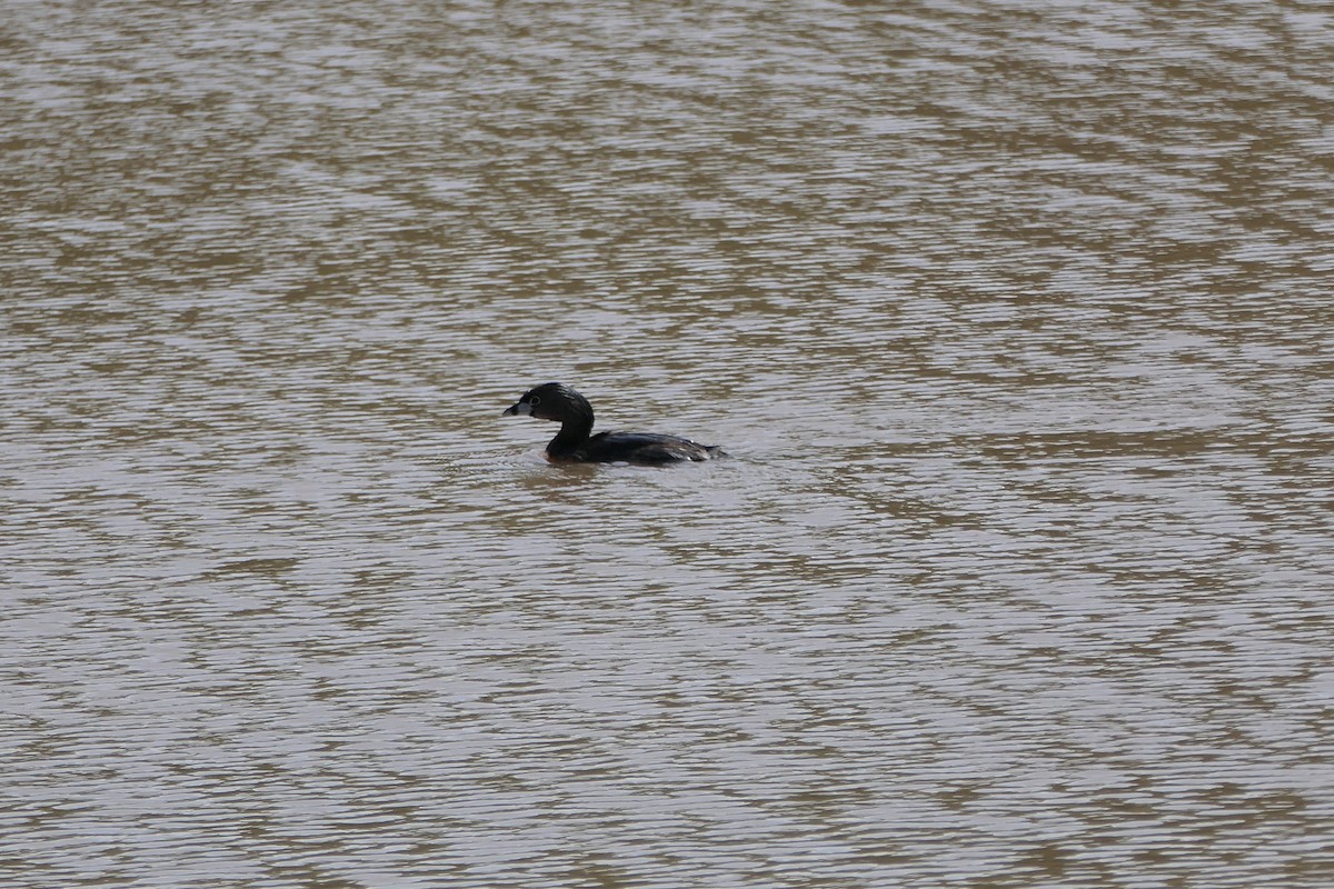 Pied-billed Grebe - ML611276204