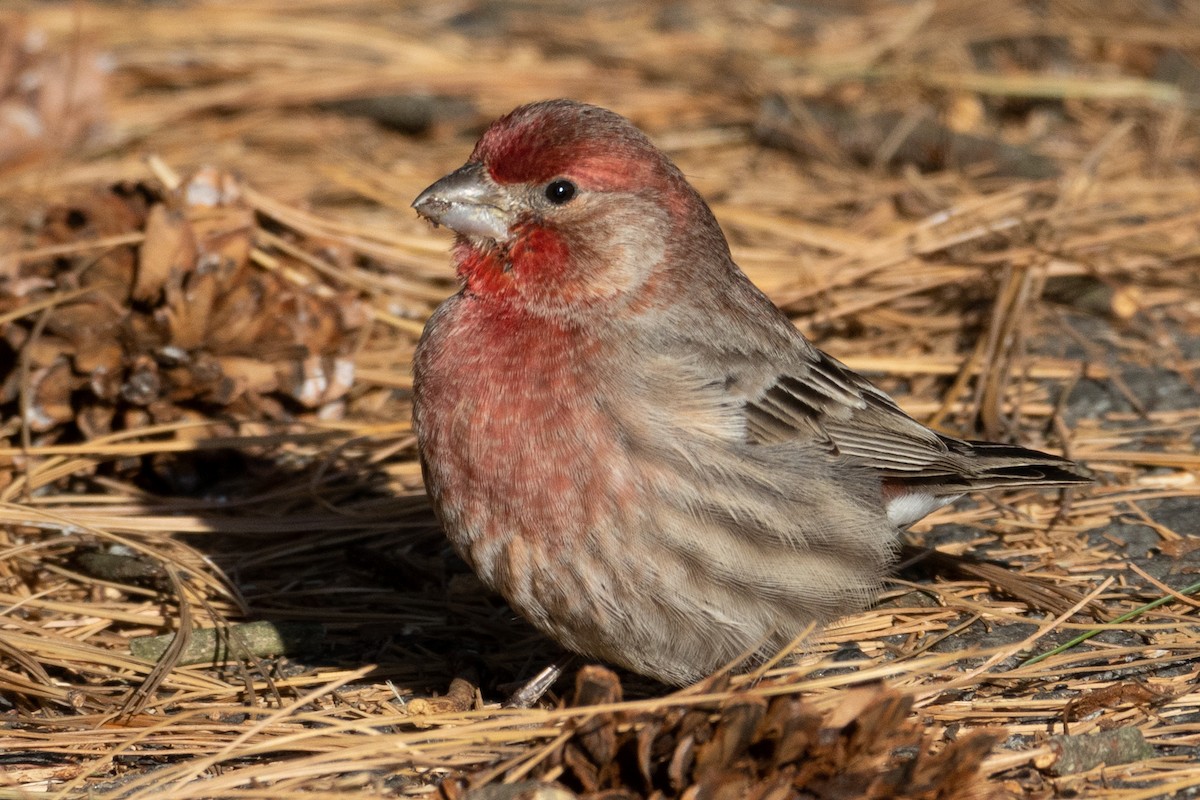 House Finch - Evelyn Ralston