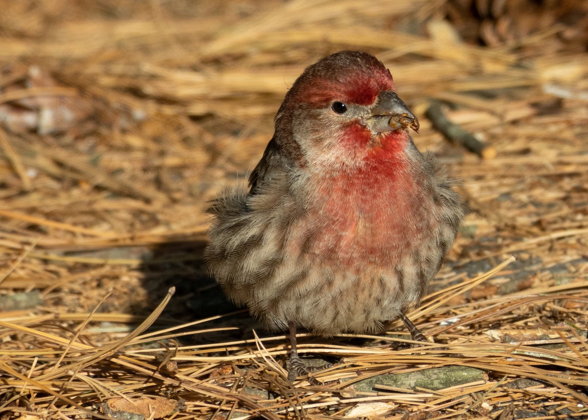 House Finch - Evelyn Ralston