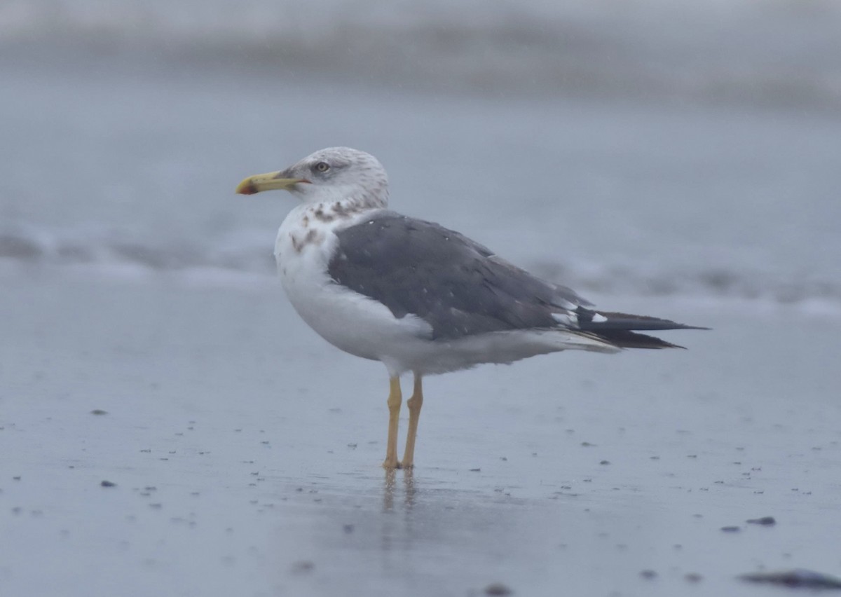 racek žlutonohý - ML611276310