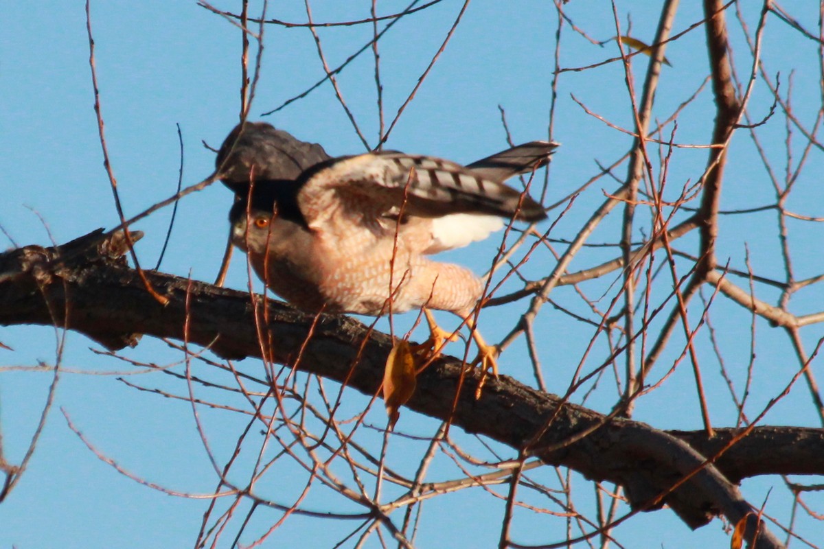 Cooper's Hawk - Russ Sulich