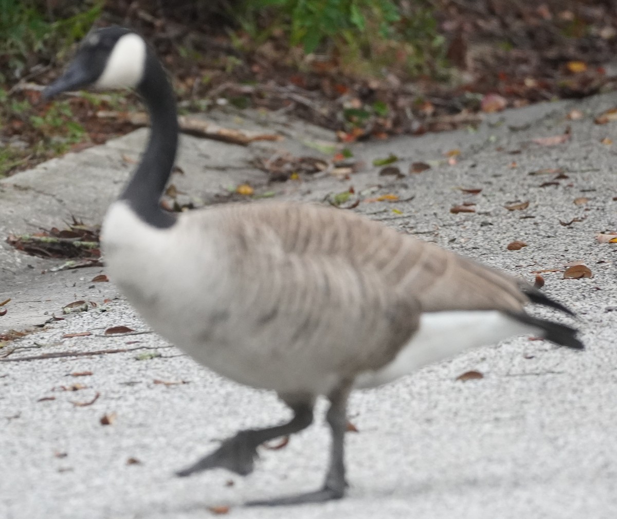 Canada Goose - ML611276338