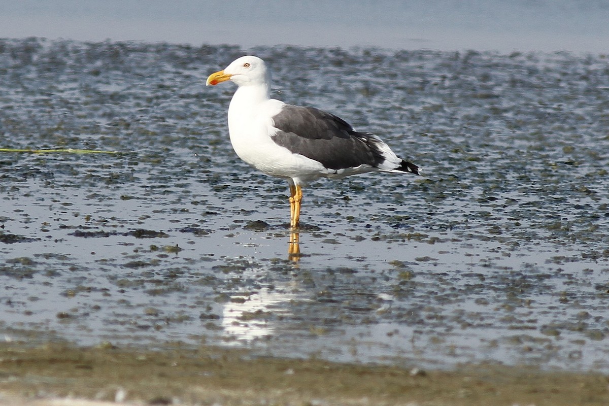 Yellow-footed Gull - ML611276461