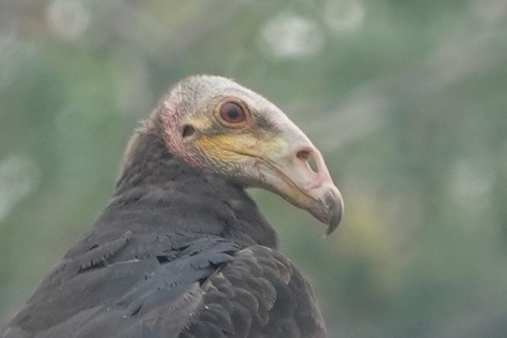 Lesser Yellow-headed Vulture - ML611276654