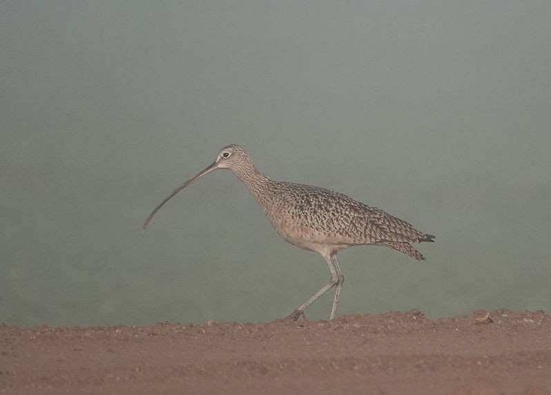Long-billed Curlew - ML611276698