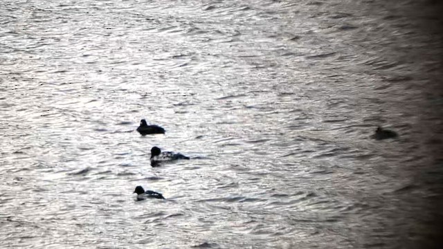 White-winged Scoter - ML611276700