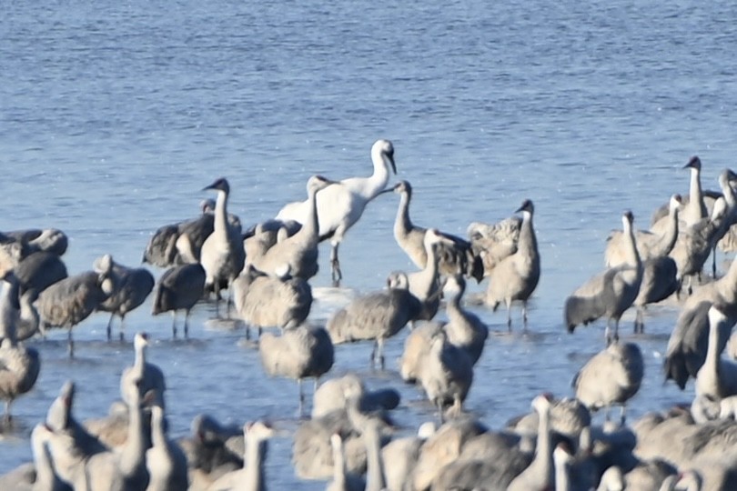 Whooping Crane - ML611276717