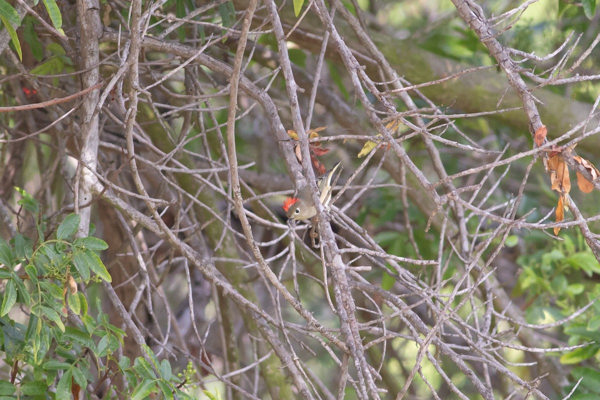 Roitelet à couronne rubis - ML611276733