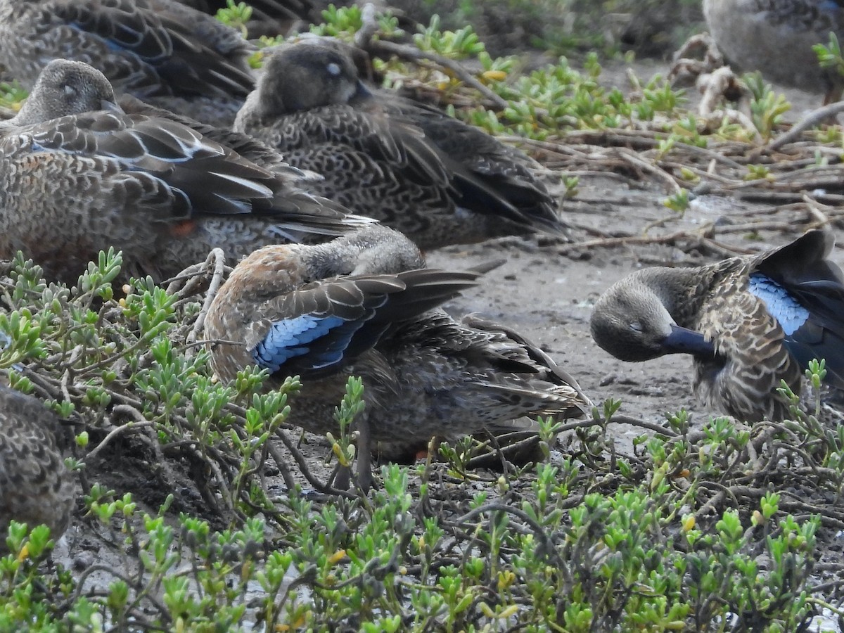 Blue-winged Teal - ML611276745