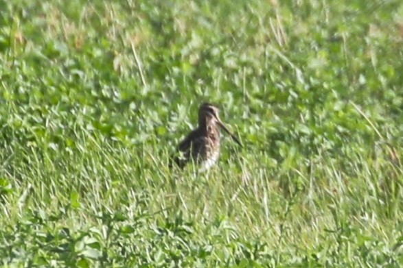 Common Snipe - ML611276771