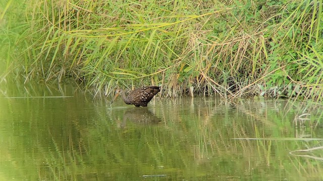 Limpkin - ML611276864