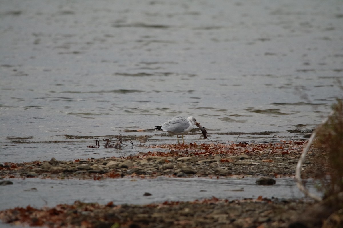 Dunlin - Matt Britt