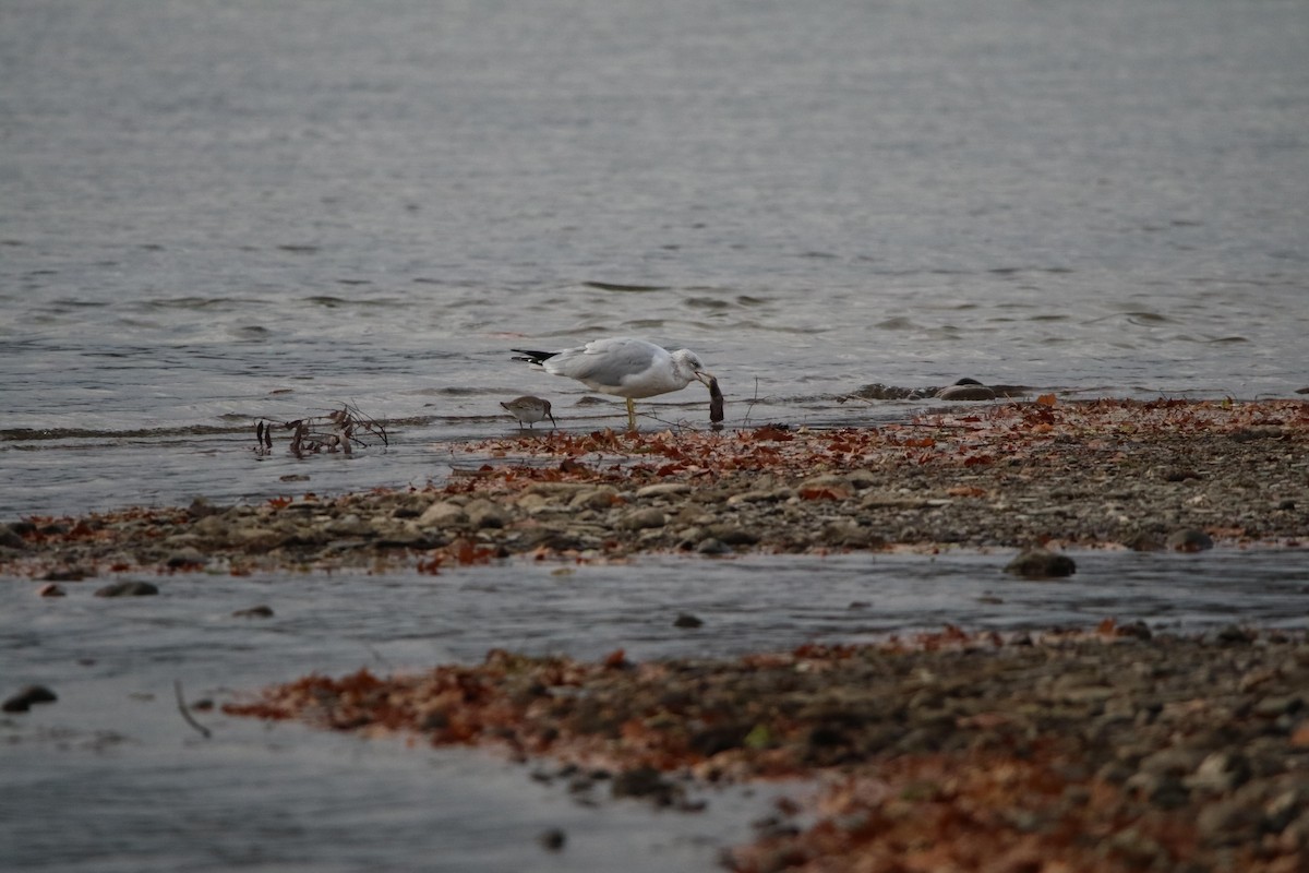 Dunlin - Matt Britt