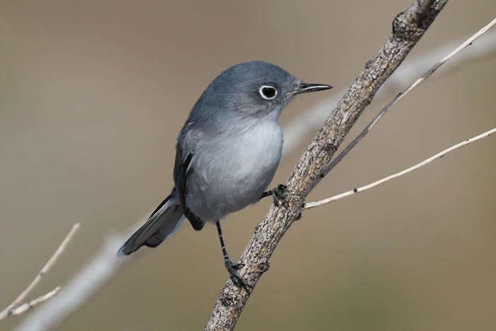 Blue-gray Gnatcatcher - Tony Godfrey