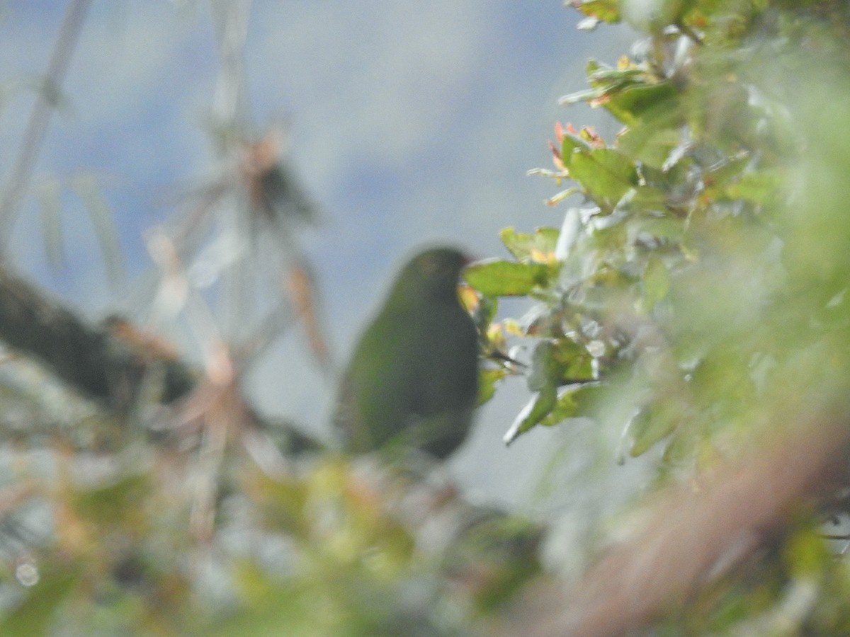 Band-tailed Fruiteater - Kent Miller