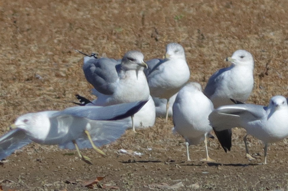 Goéland de Californie - ML611277008