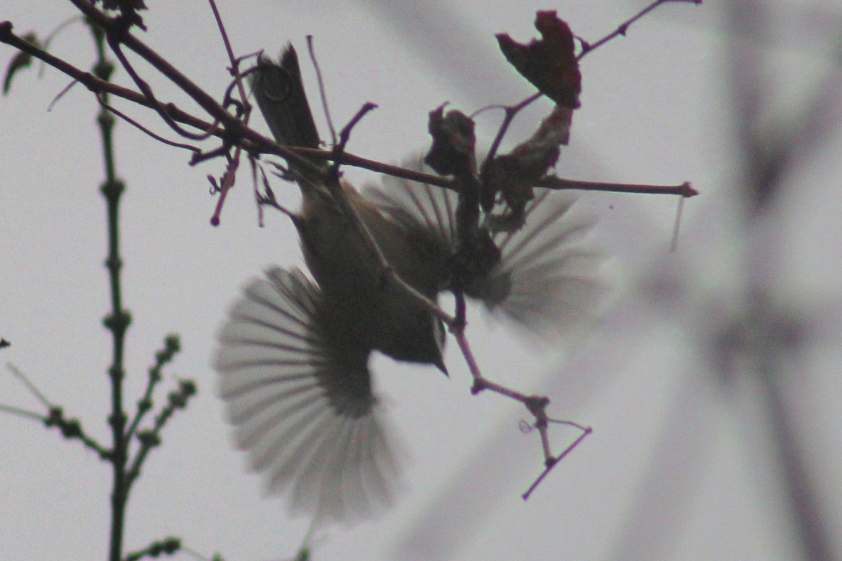 Golden-crowned Kinglet - Samuel Harris