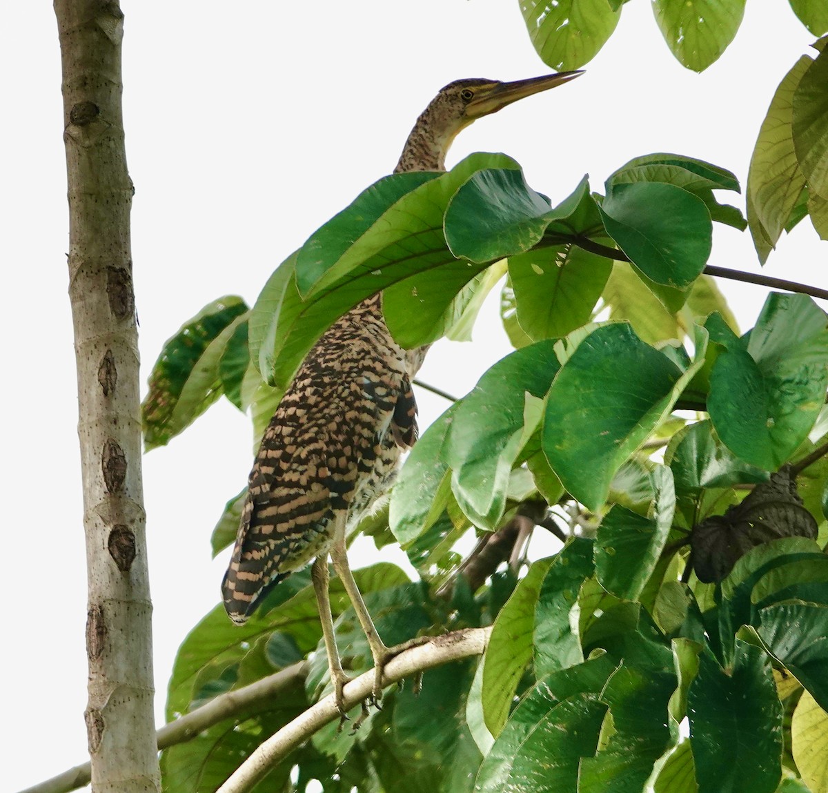 Bare-throated Tiger-Heron - ML611277045