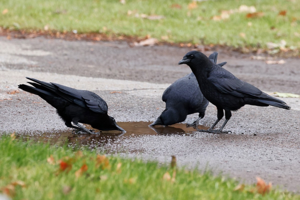 American Crow - ML611277166