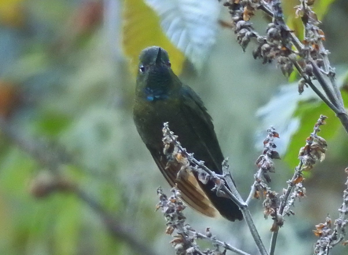 Tyrian Metaltail - Kent Miller