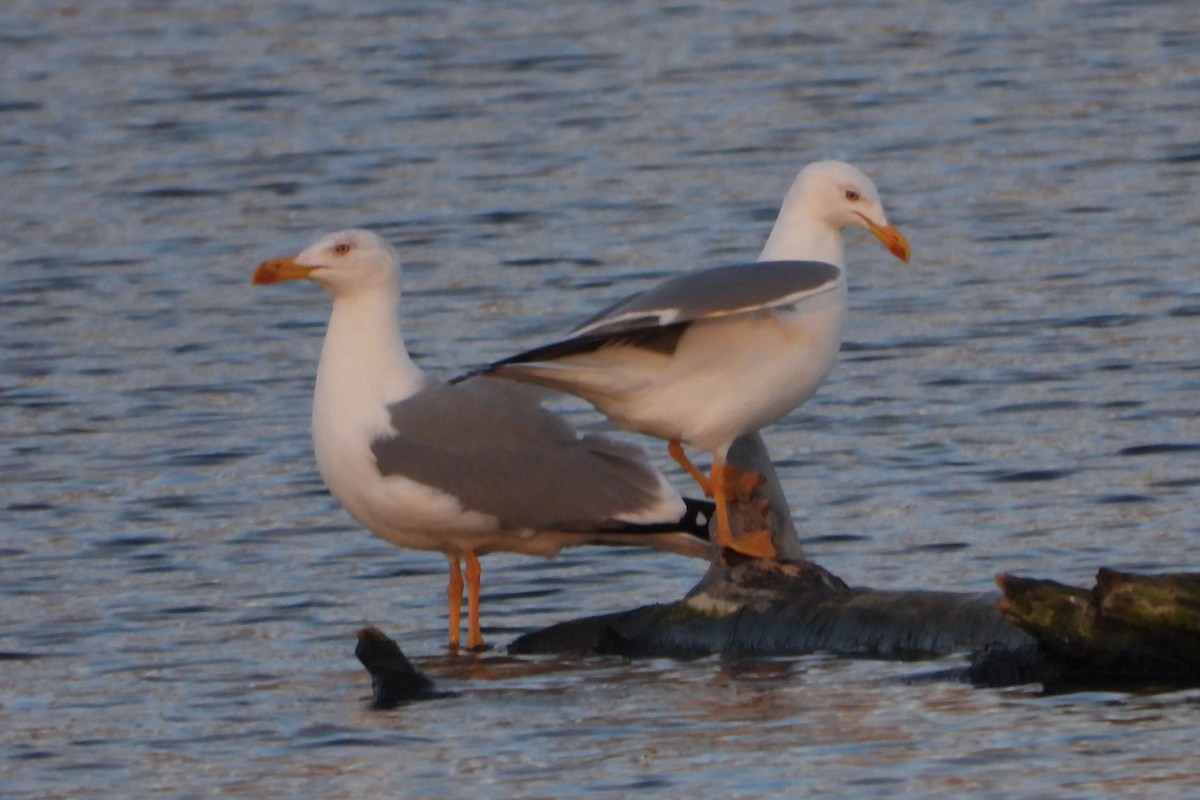 Yellow-legged Gull - ML611277223