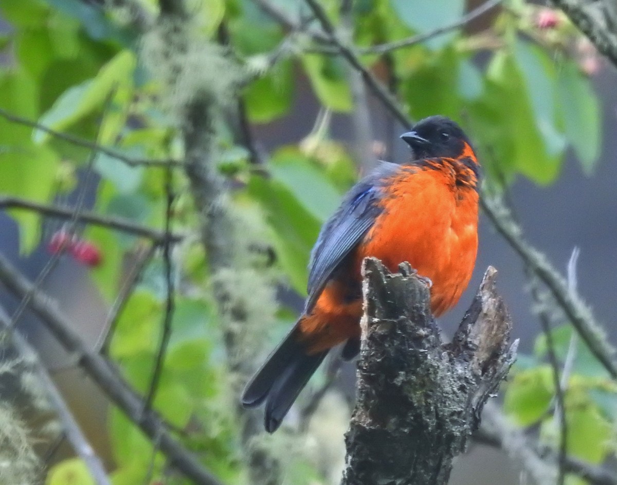 Scarlet-bellied Mountain Tanager - ML611277270