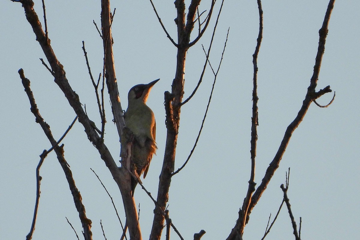 Eurasian Green Woodpecker - ML611277277